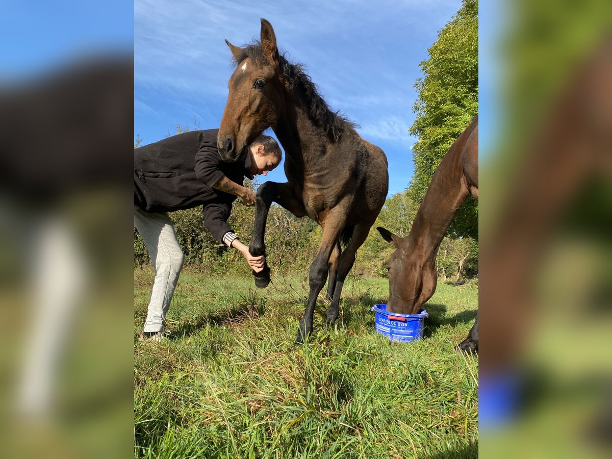 PRE Mix Mare 1 year Brown in Dore-l&#39;Église