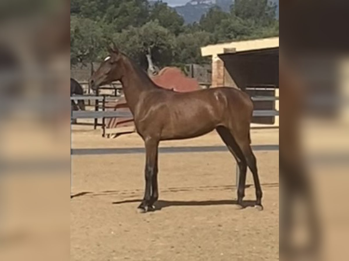 PRE Mare 1 year Brown in Montbrio Del Camp