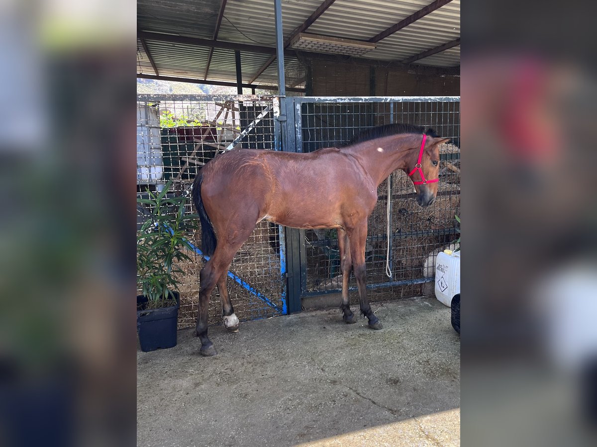 PRE Mare 1 year Brown in Villanueva Rio Segura