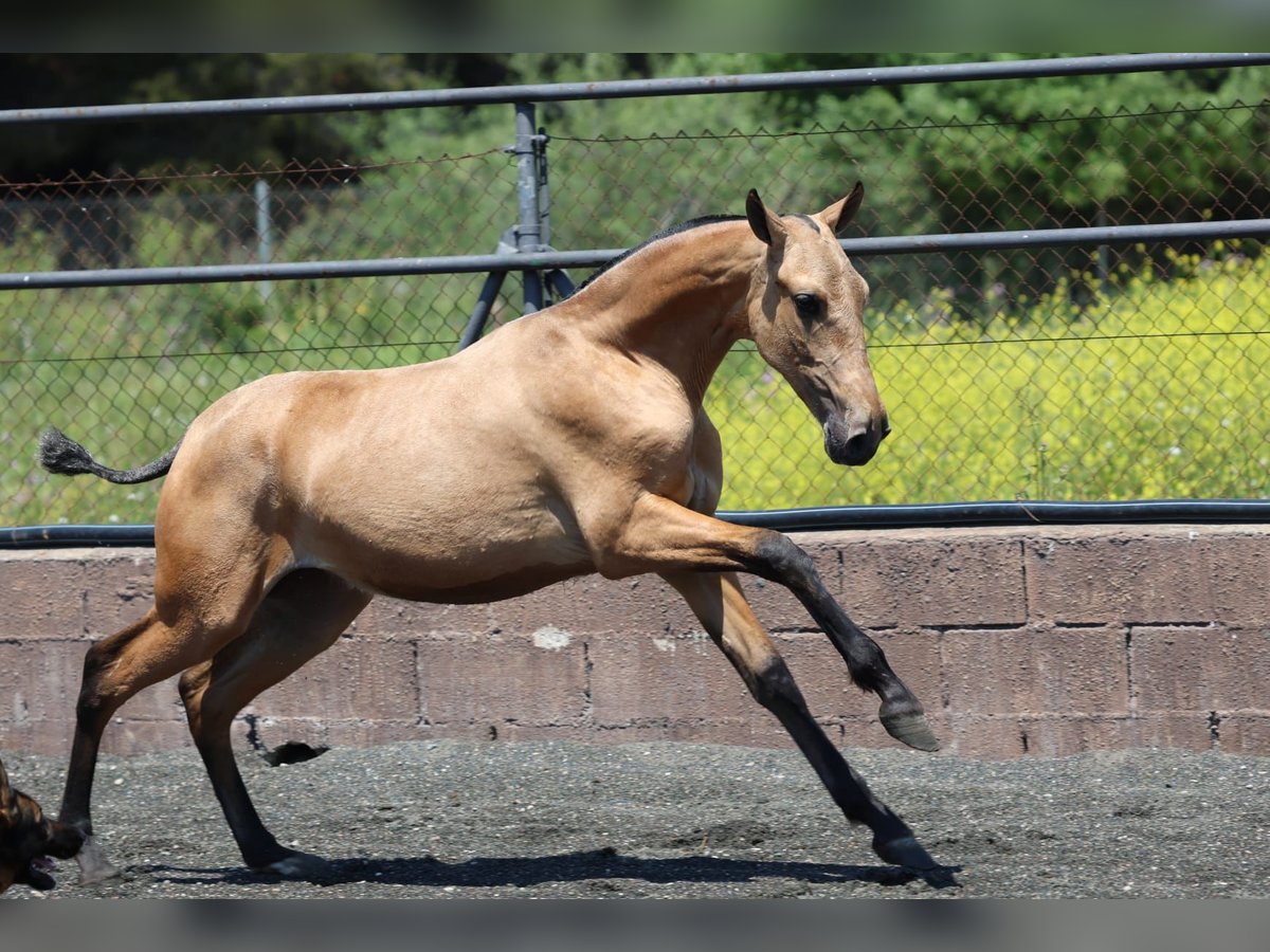 PRE Mix Mare 1 year Buckskin in Cubelles