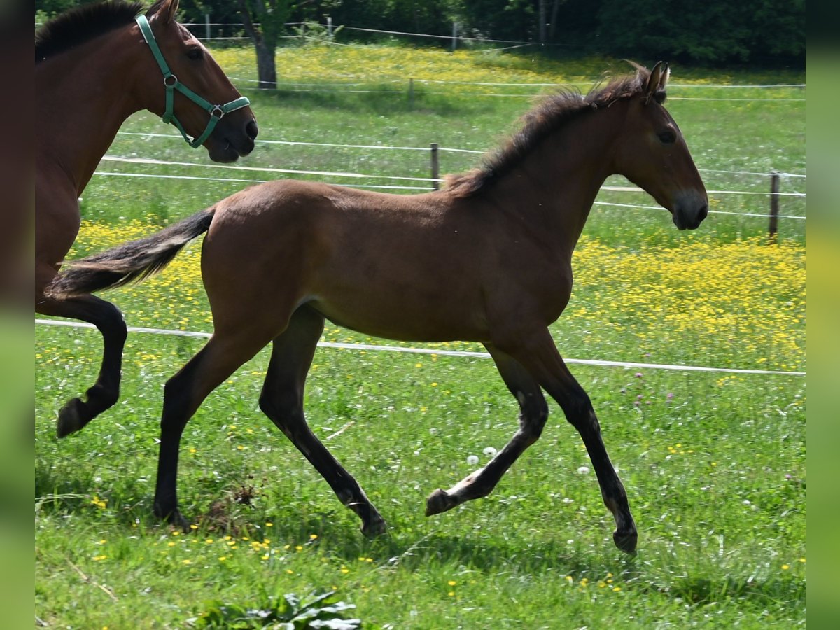 PRE Mix Mare 1 year in Klettgau
