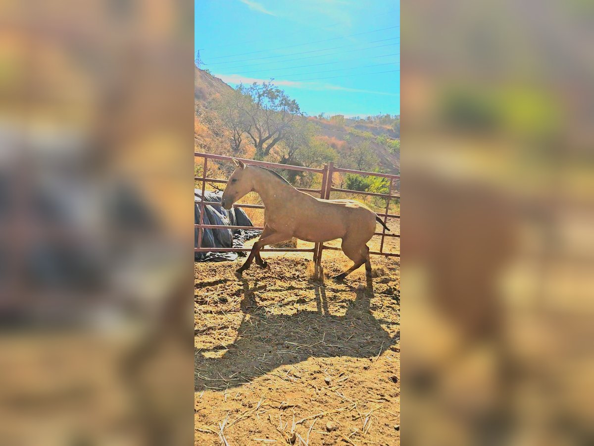 PRE Mix Mare 1 year Dun in Benagalbon PRE Mix Mare 1 year Dun in Benagalbon