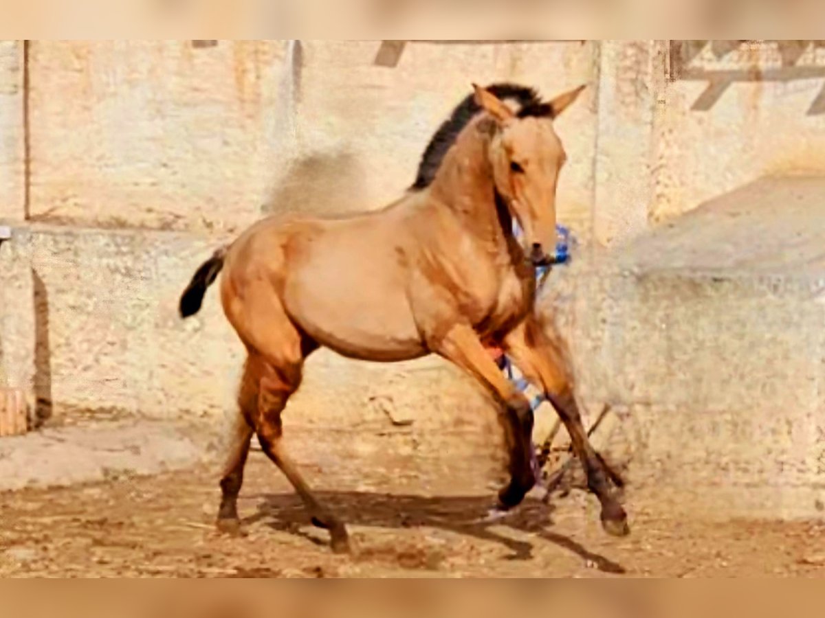 PRE Mix Mare 1 year Dun in Rincon De La Victoria