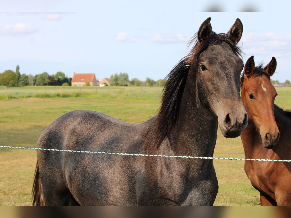 PRE Mare 1 year Gray in Alveringem