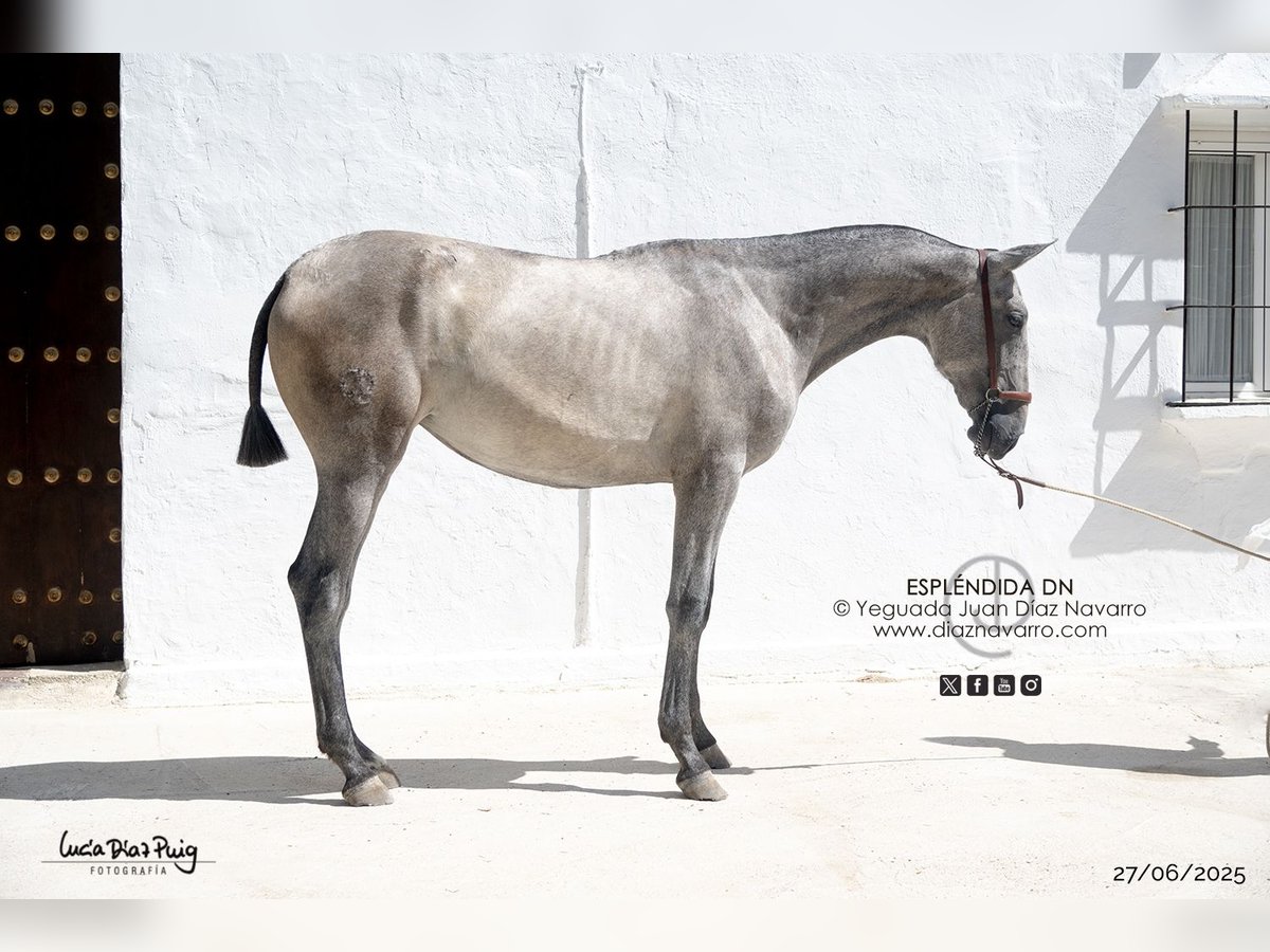PRE Mix Mare 1 year Grey-Fleabitten in Arjona
