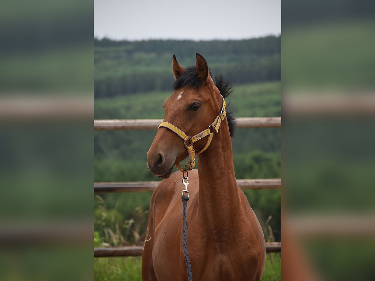PRE Mix Mare 1 year Pearl in Manhay