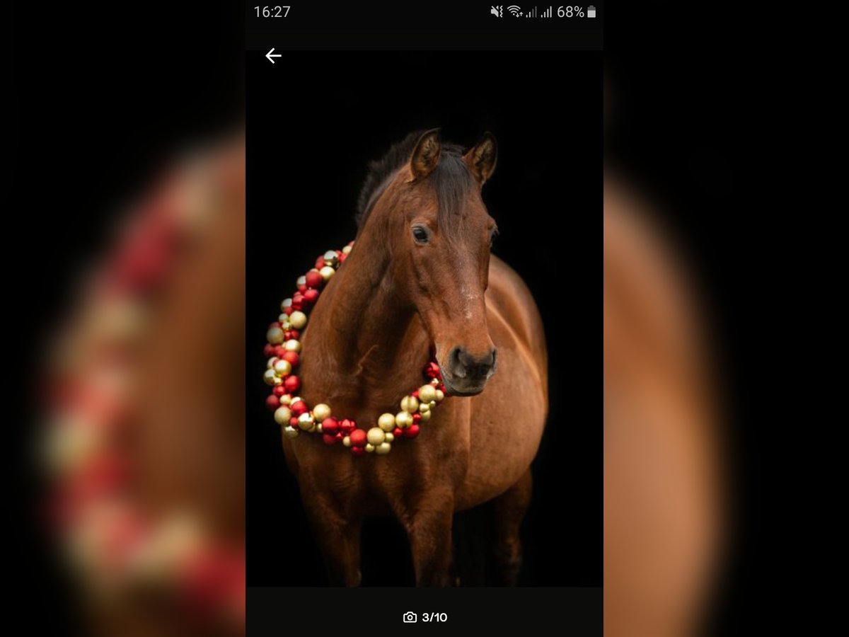 PRE Mare 20 years 15,2 hh Brown in Schwarmstedt PRE Mare 20 years 15,2 hh Brown in Schwarmstedt