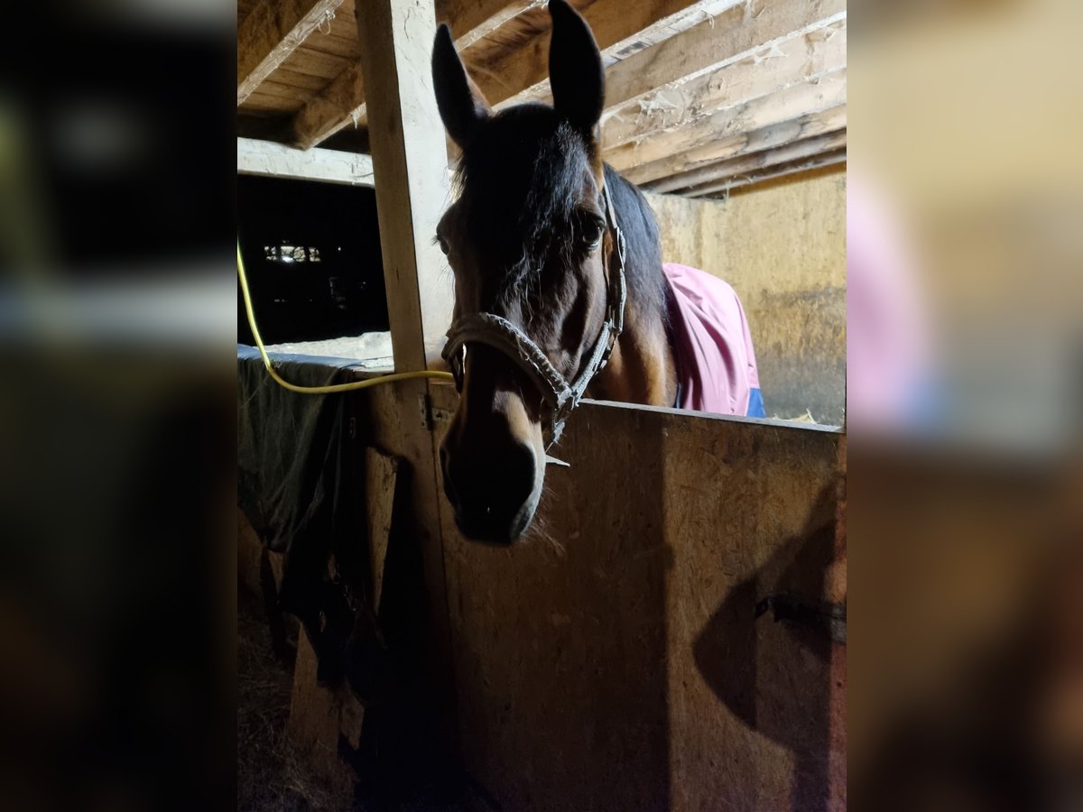 PRE Mix Mare 20 years 16 hh Brown in Simmerath