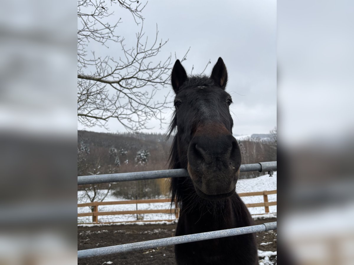 PRE Mix Mare 22 years 14,3 hh Bay-Dark in St. Christophen