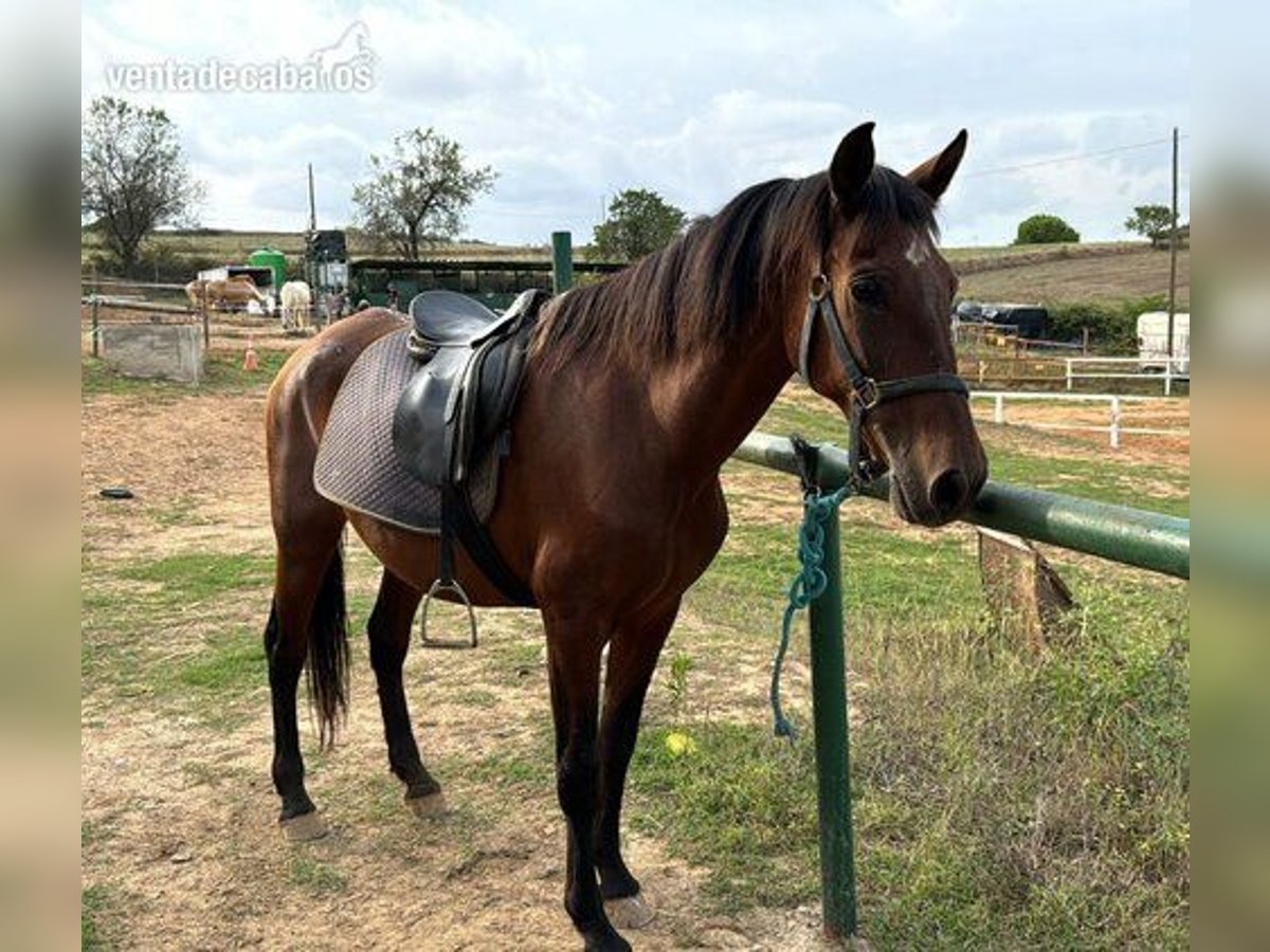 PRE Mix Mare 22 years 15 hh Bay-Dark in Barbera Del Valles