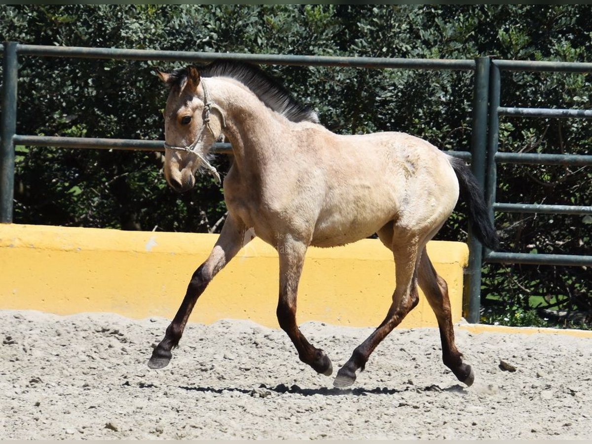 PRE Mare 2 years 13,1 hh Dun in Provinz Cadiz