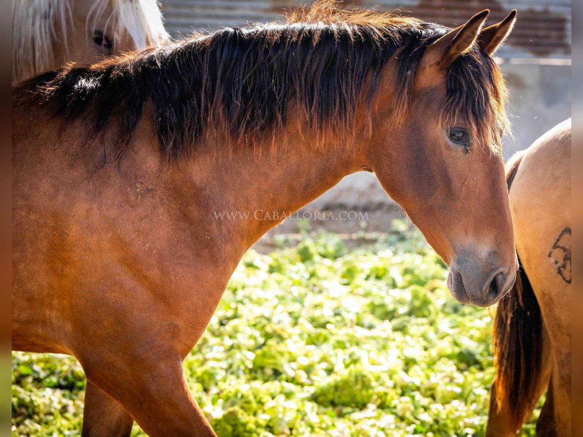 PRE Mare 2 years 15,1 hh Brown in Valencia