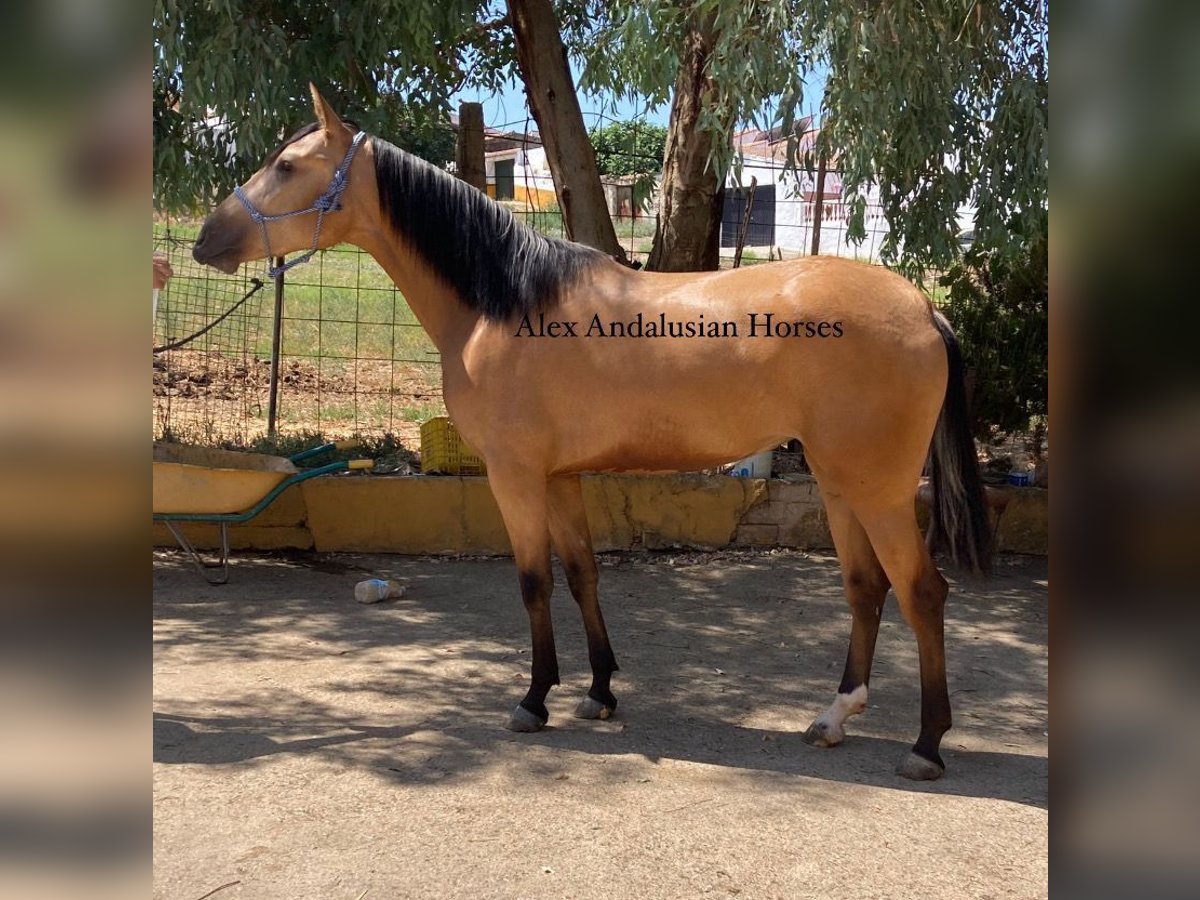 PRE Mix Mare 2 years 15,2 hh Dun in Sevilla