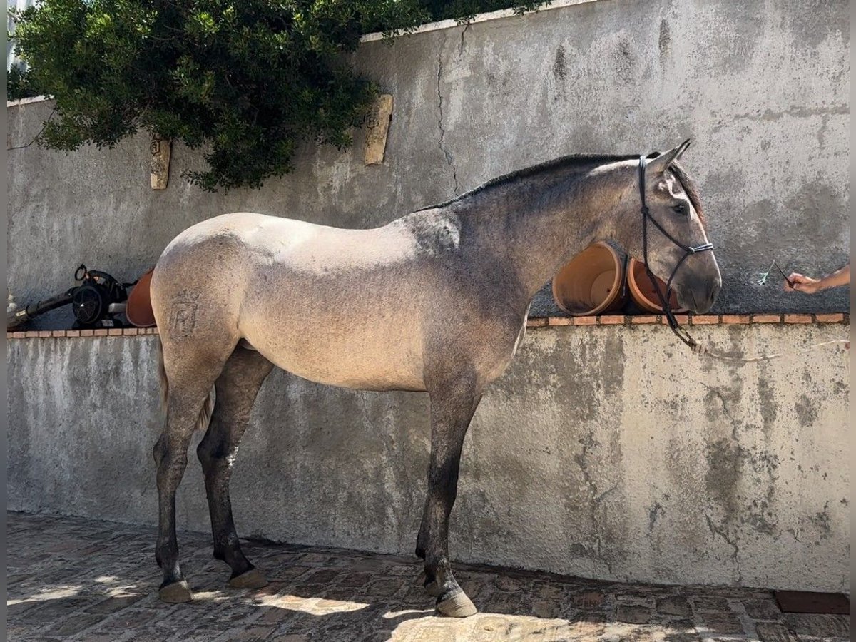 PRE Mare 2 years 15,2 hh Gray in Andujar