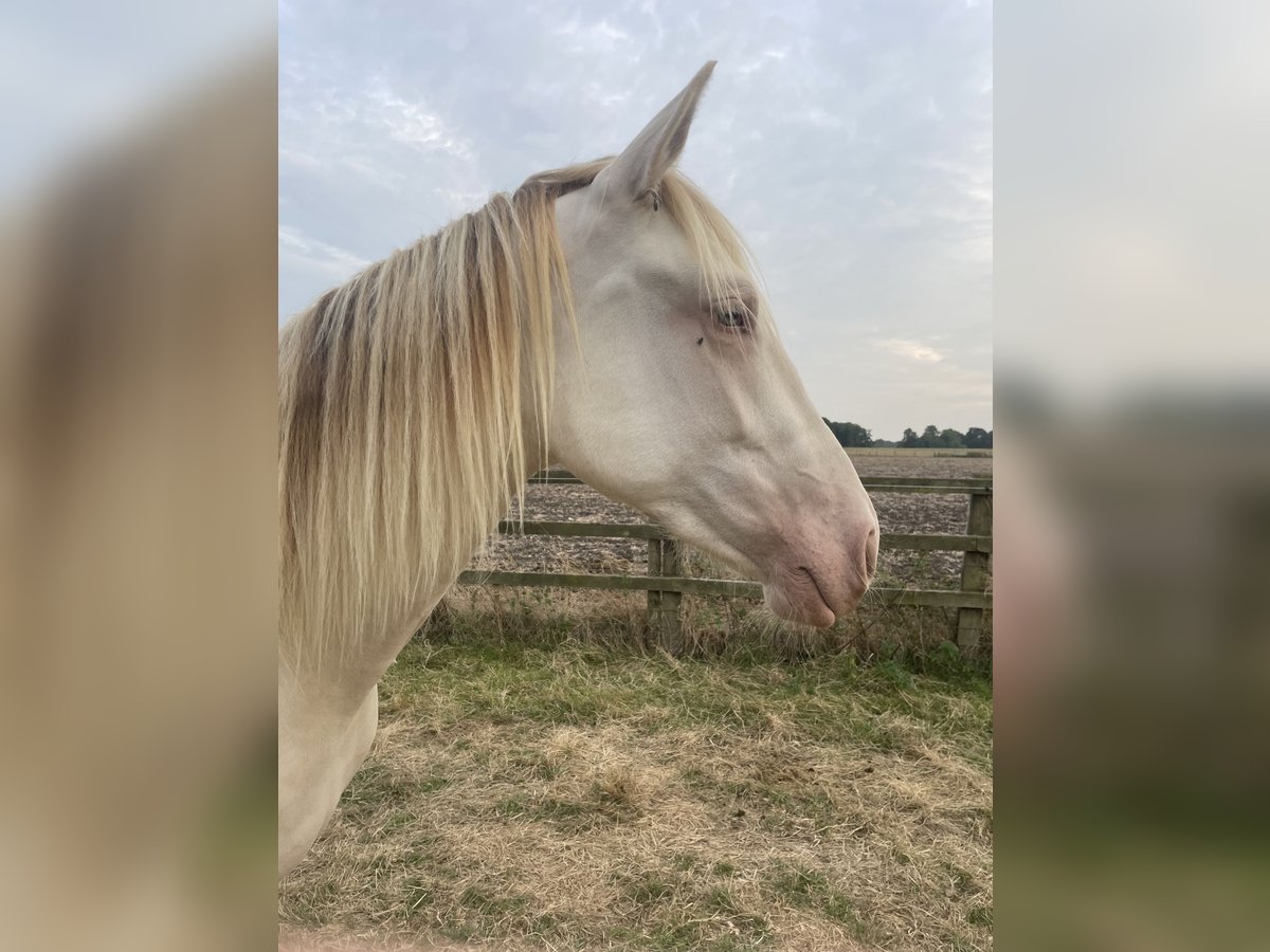 PRE Mix Mare 2 years 15,2 hh Perlino in Oxford