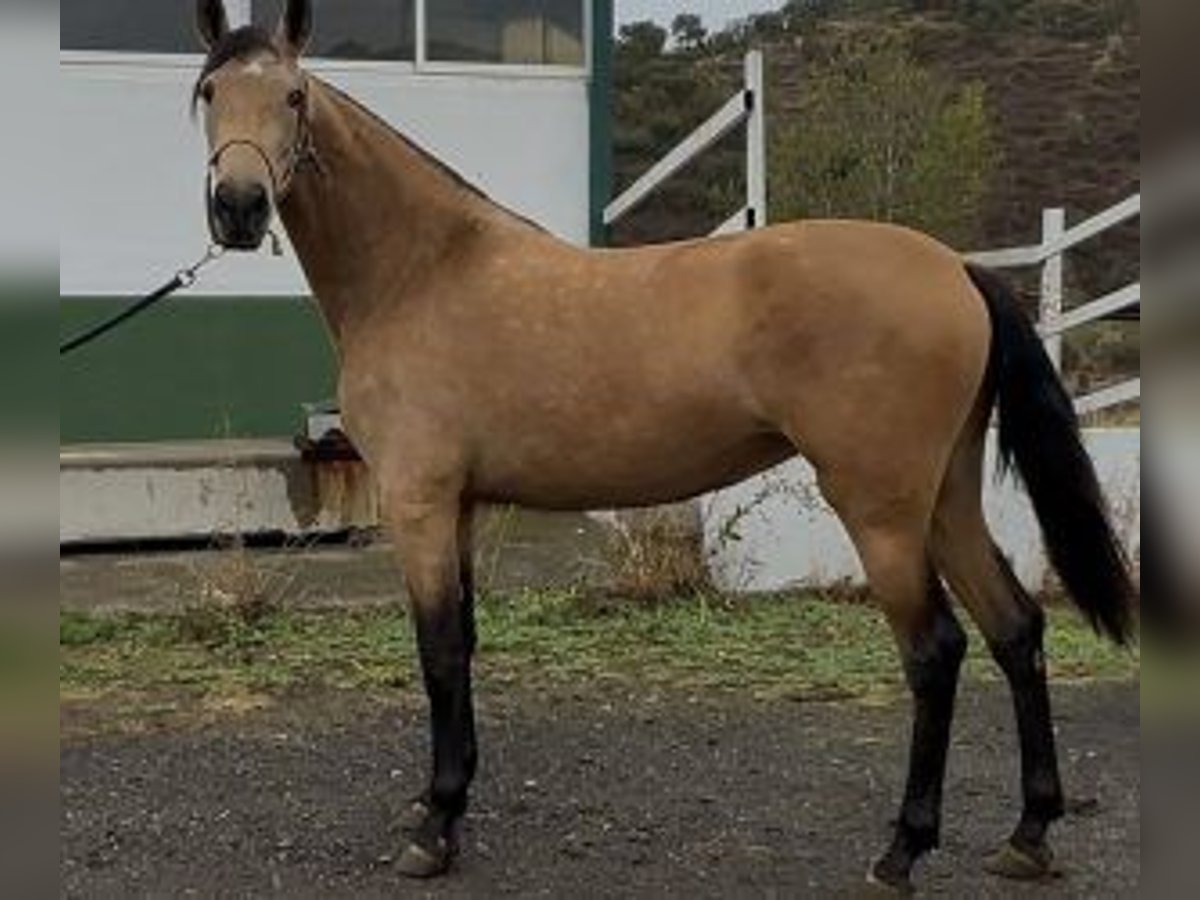 PRE Mix Mare 2 years 15,2 hh Bay in Madrid