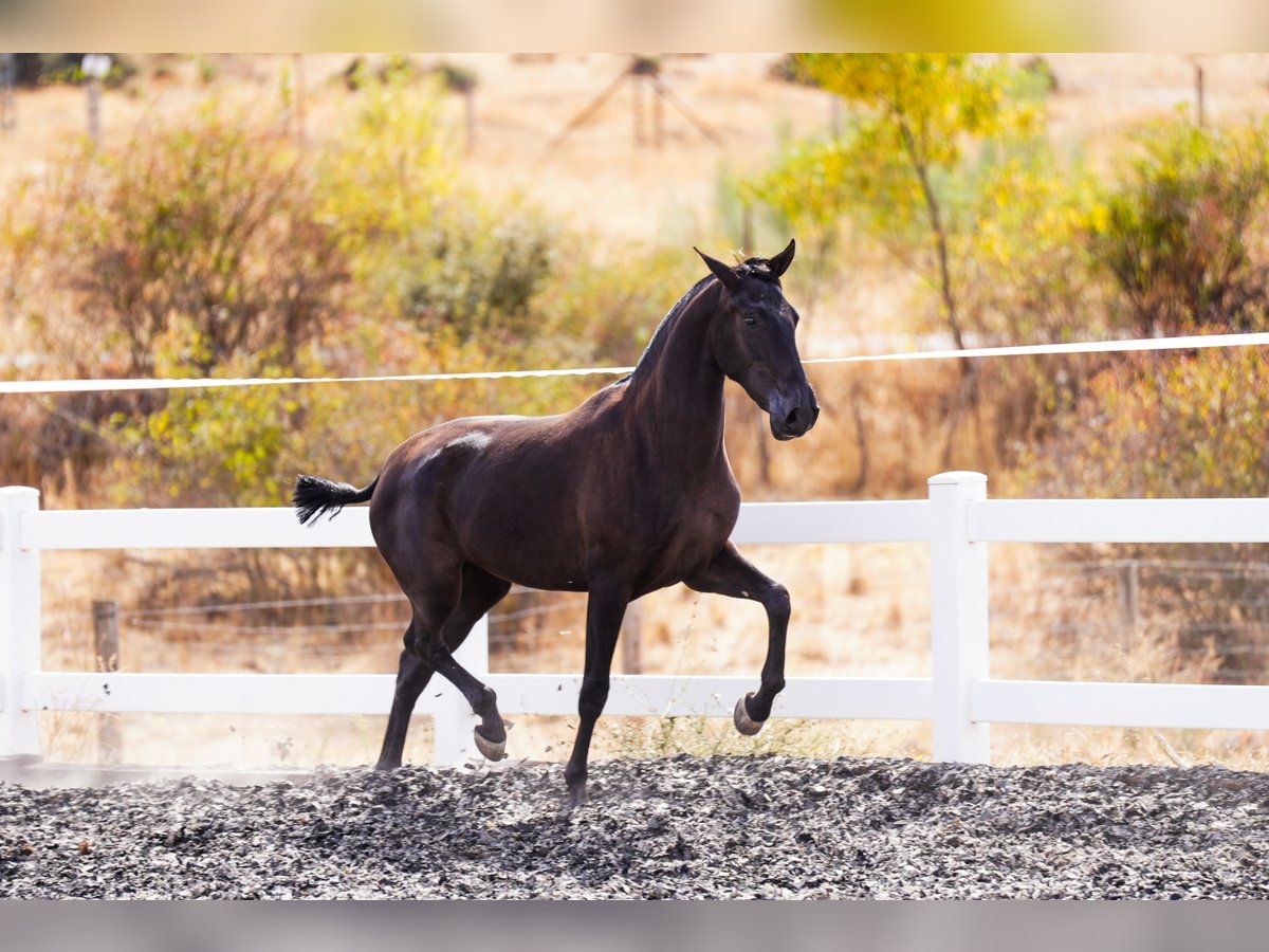 PRE Mix Mare 2 years 15,2 hh Black in Fresnedillas De La Oliva