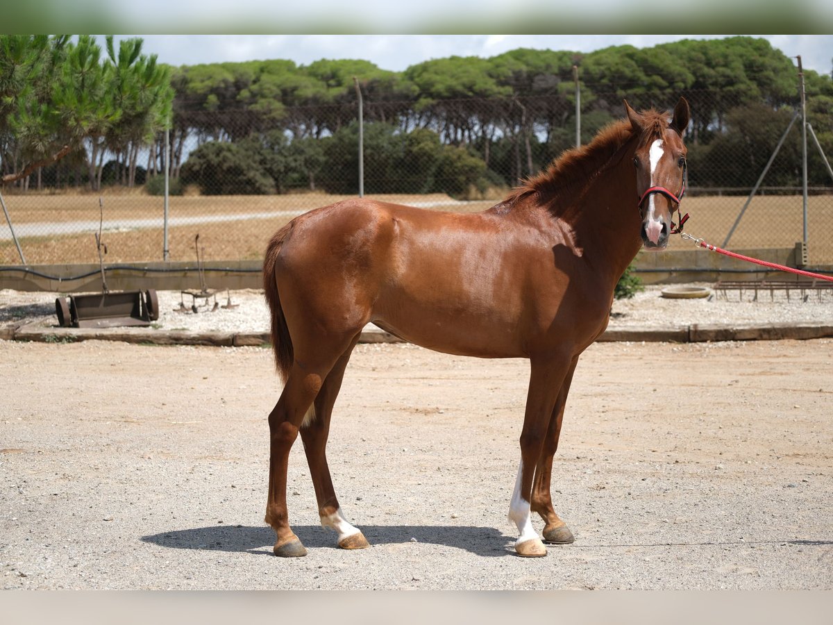 PRE Mix Mare 2 years 15,2 hh Chestnut-Red in Hamburg