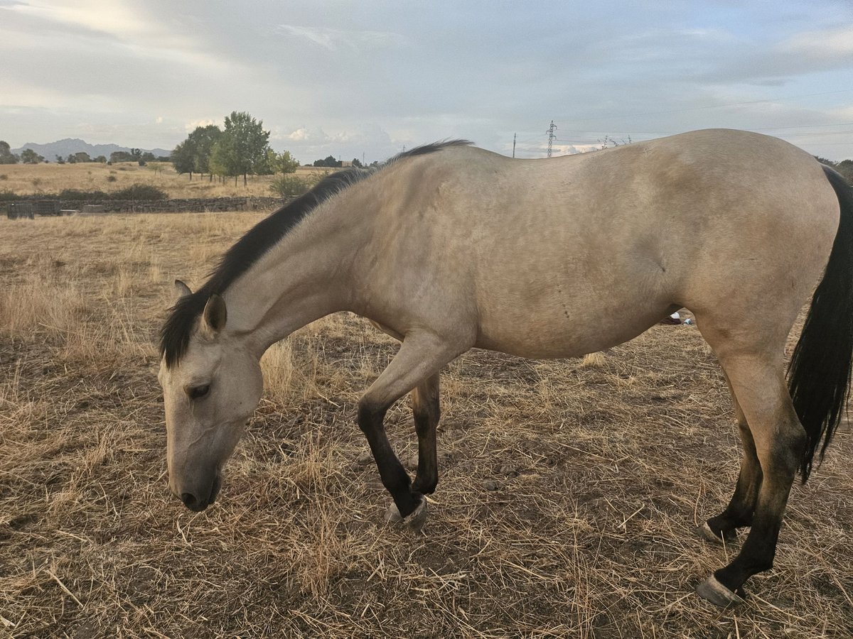 PRE Mare 2 years 15,2 hh Dun in Pedrezuela PRE Mare 2 years 15,2 hh Dun in Pedrezuela