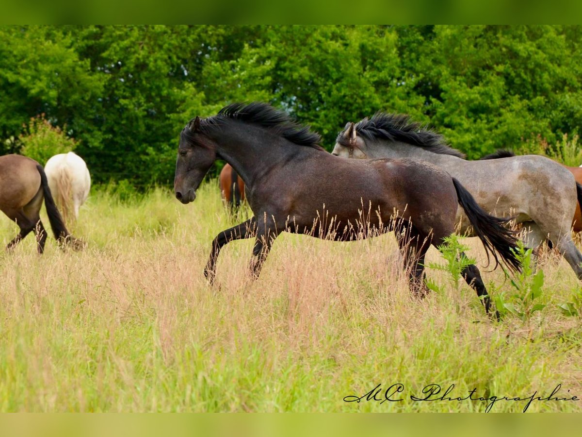 PRE Mare 2 years 15,2 hh Gray-Dark-Tan in Brandis