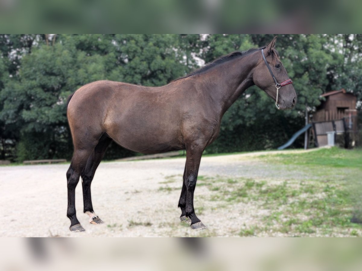 PRE Mix Mare 2 years 15,3 hh Black in CAUMONT PRE Mix Mare 2 years 15,3 hh Black in CAUMONT