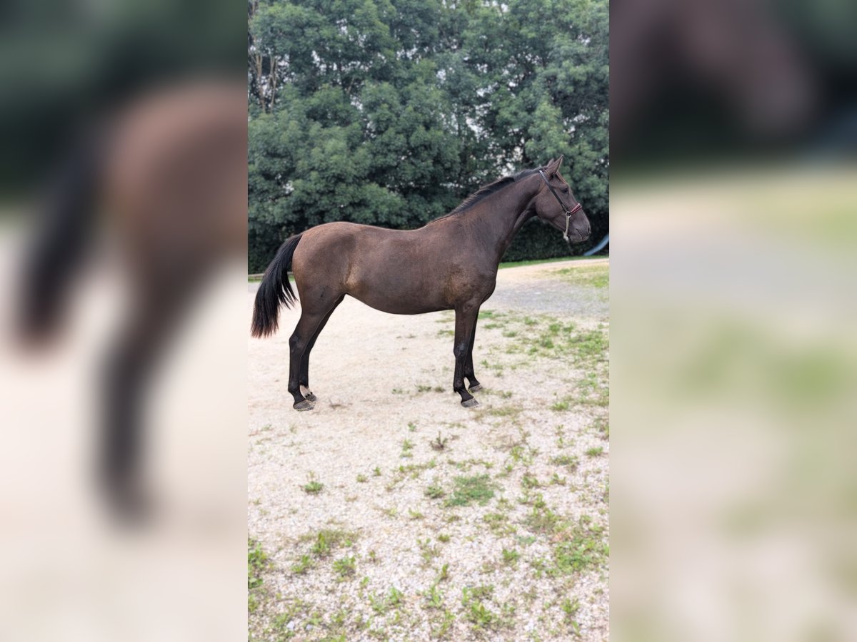 PRE Mix Mare 2 years 15,3 hh Black in CAUMONT