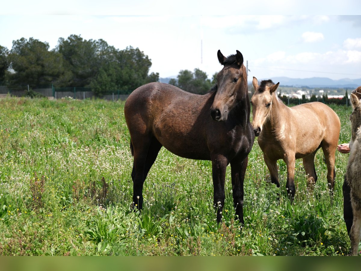 PRE Mix Mare 2 years 16 hh Bay-Dark in Hamburg