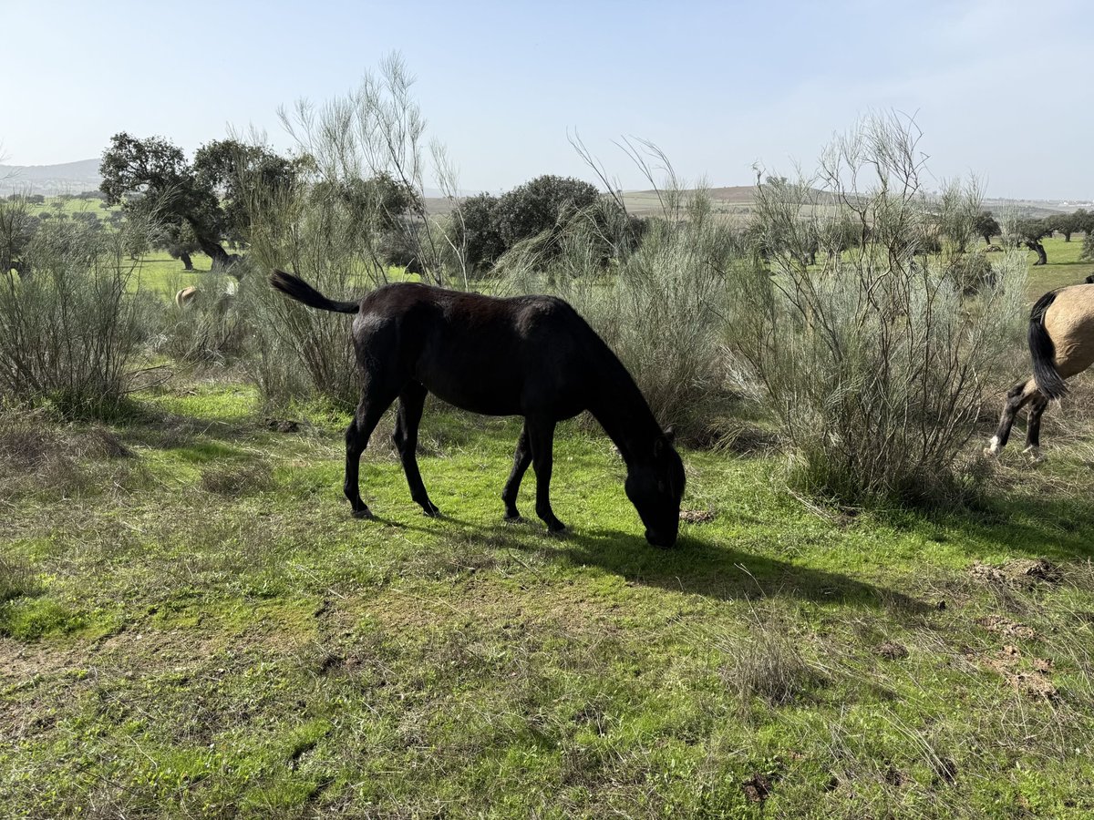 PRE Mix Mare 2 years 16 hh Black in Fuente Obejuna