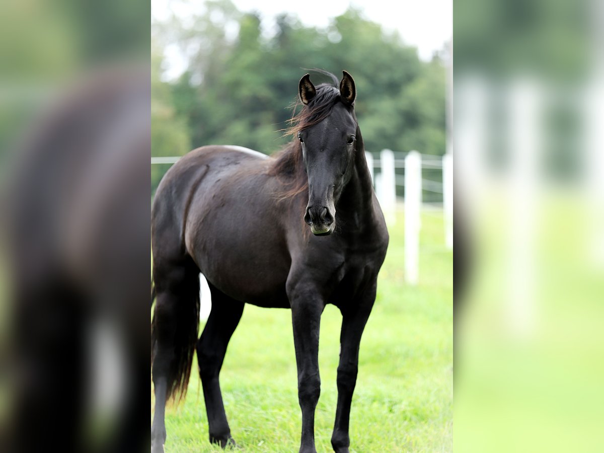 PRE Mix Mare 2 years 16 hh Black in Kefermarkt