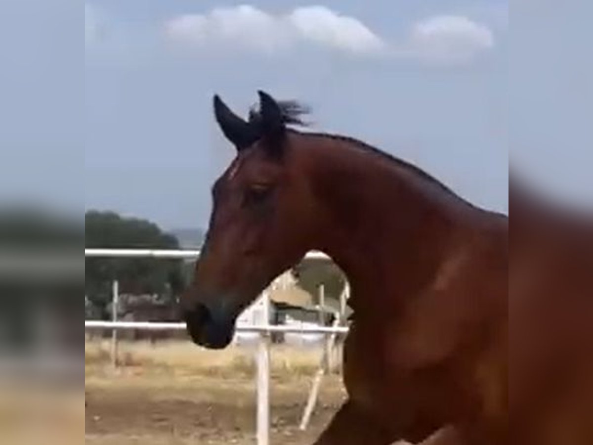 PRE Mare 2 years 16 hh Brown-Light in Navalvillar De Pela PRE Mare 2 years 16 hh Brown-Light in Navalvillar De Pela