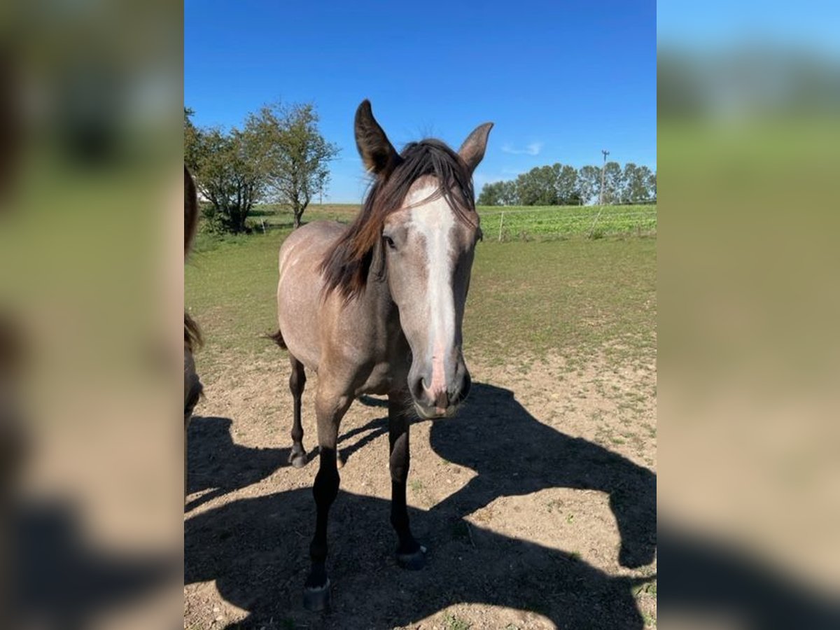 PRE Mare 2 years 16 hh Can be white in Setzingen