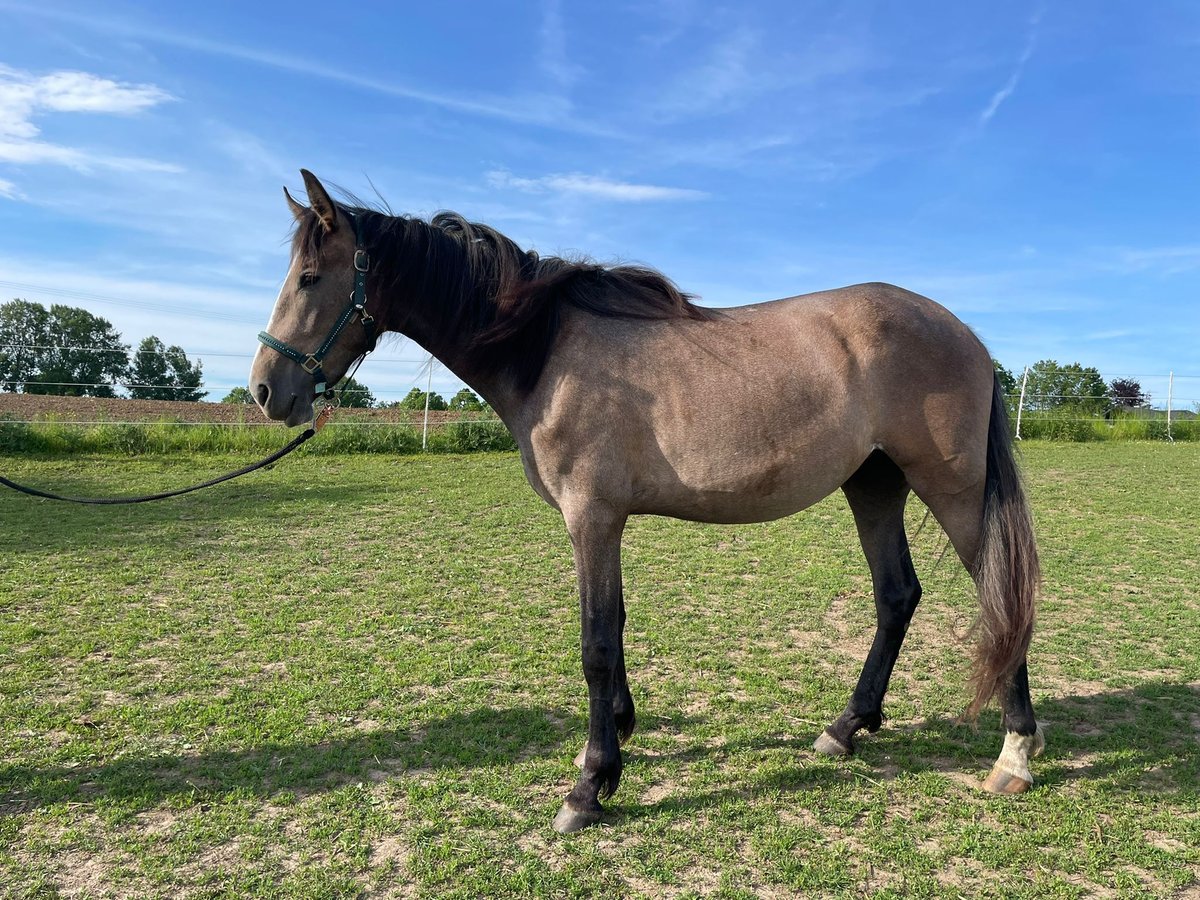 PRE Mix Mare 2 years 16 hh Gray in Bibertal