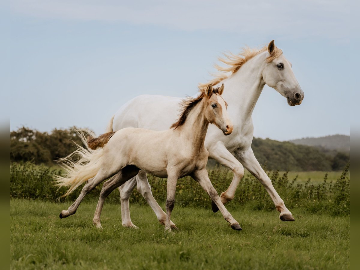 PRE Mare 2 years 16 hh Grey in Otterberg