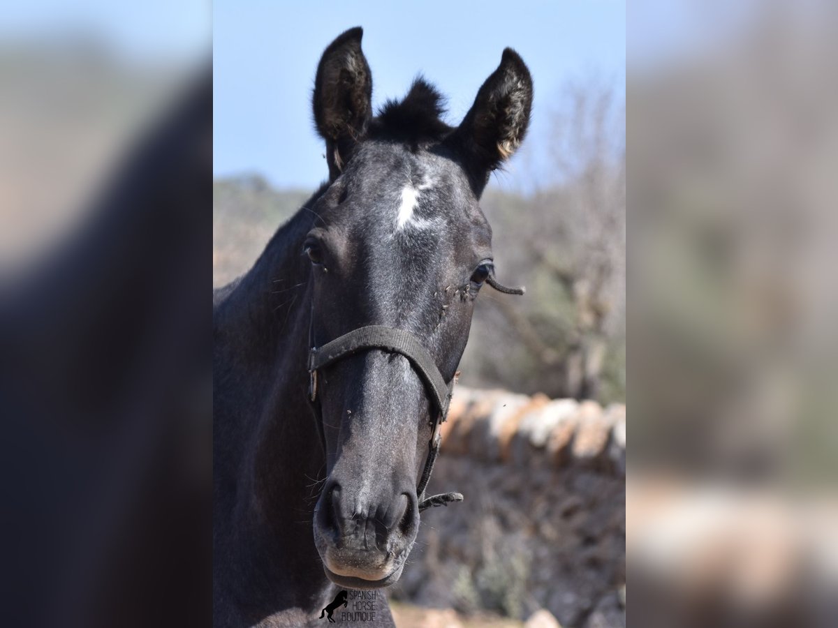 PRE Mare 2 years 16 hh Grey in Mallorca