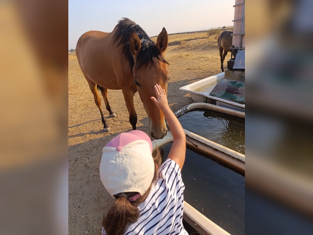 PRE Mare 2 years Brown-Light in Arroyo De La Luz
