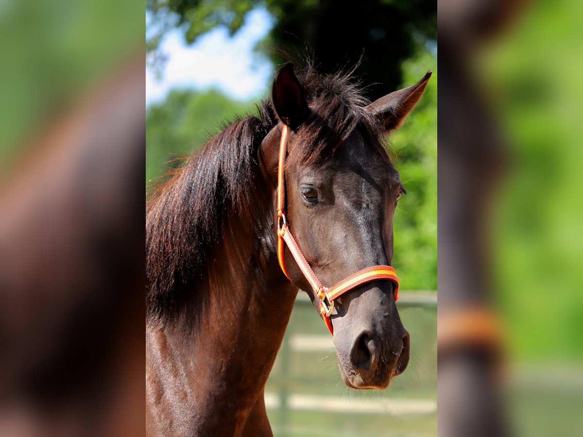 PRE Mare 3 years 14,2 hh Black in Bad Laer