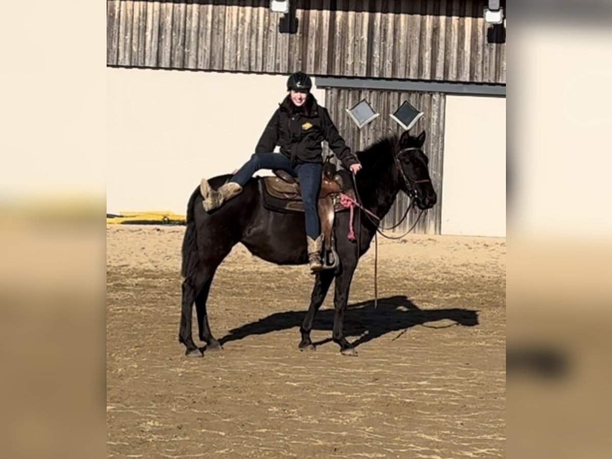 PRE Mix Mare 3 years 14,2 hh Black in Daleiden