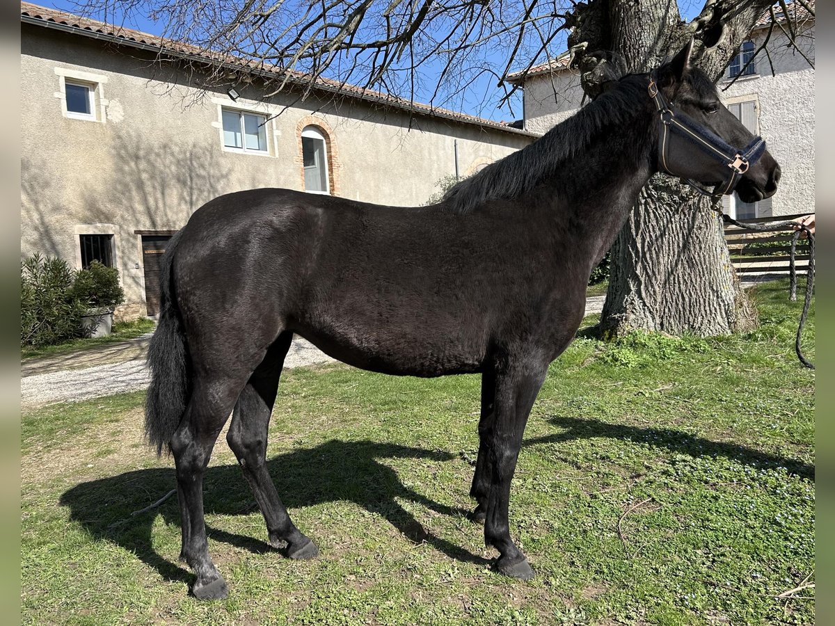 PRE Mare 3 years 14,3 hh Black in Chaleins