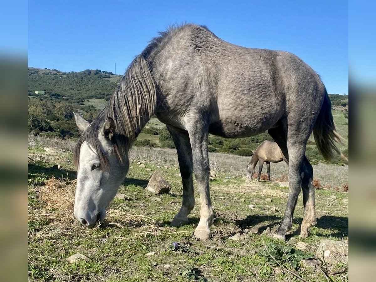 PRE Mix Mare 3 years 14,2 hh Grey in Tarifa