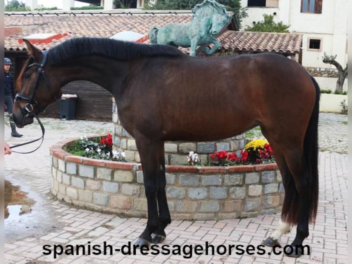 PRE Mix Mare 3 years 15,1 hh Bay-Dark in Barceona