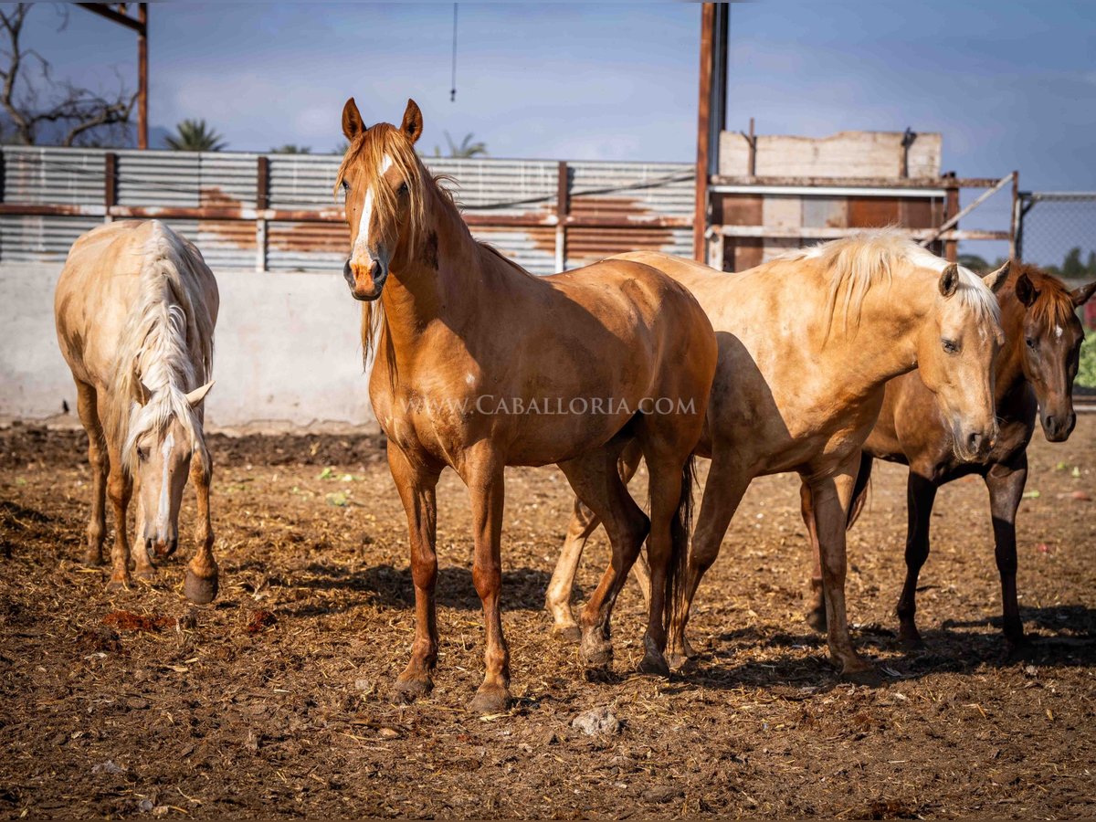 PRE Mare 3 years 15,1 hh Chestnut-Red in Rafelguaraf