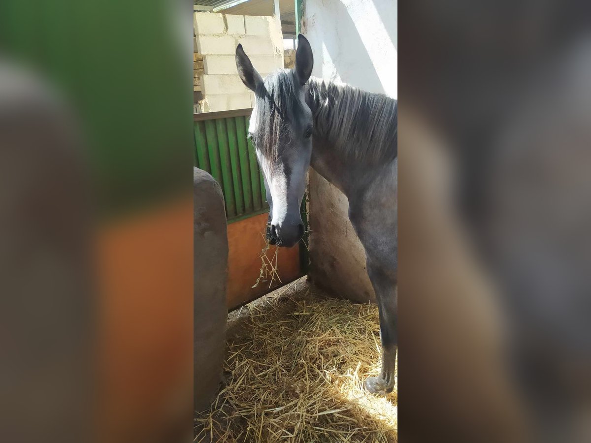 PRE Mare 3 years 15,1 hh Gray in Almeria