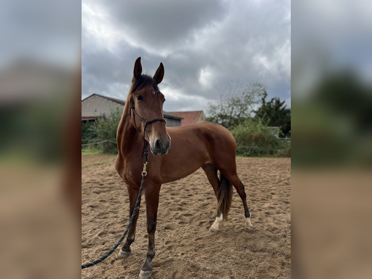 PRE Mare 3 years 15,2 hh Brown in Werneck