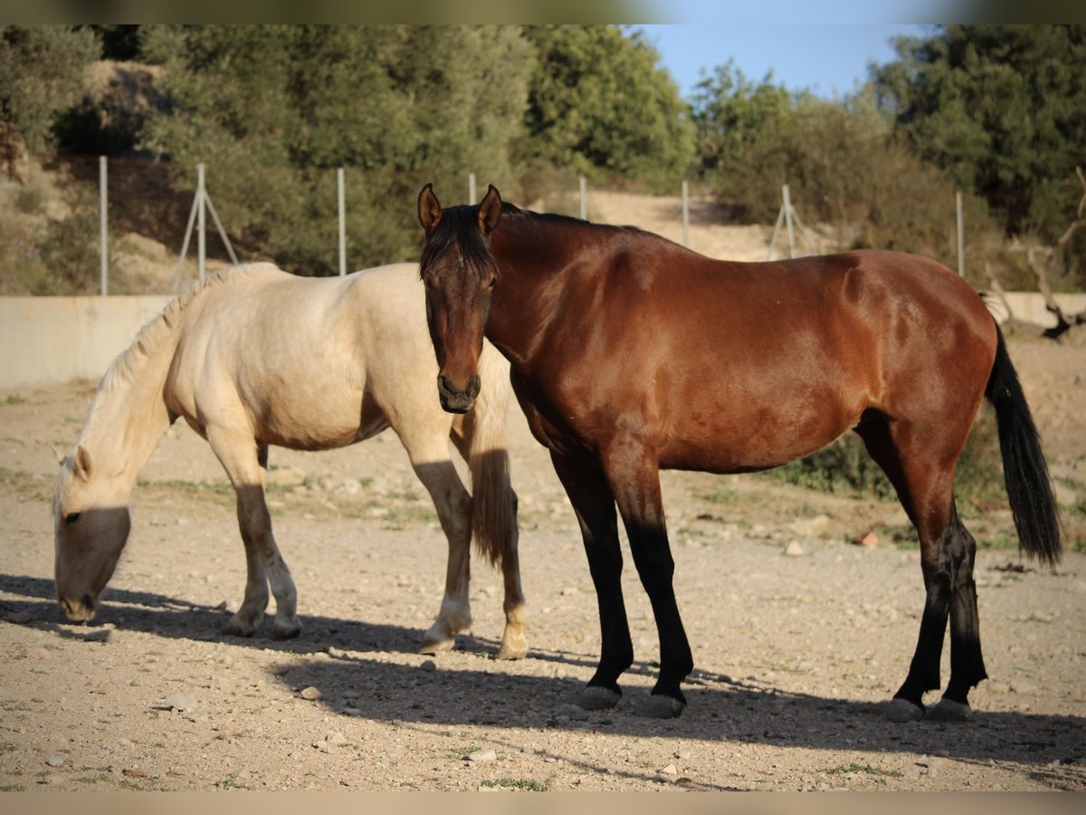 PRE Mix Mare 3 years 15,2 hh Palomino in Valencia