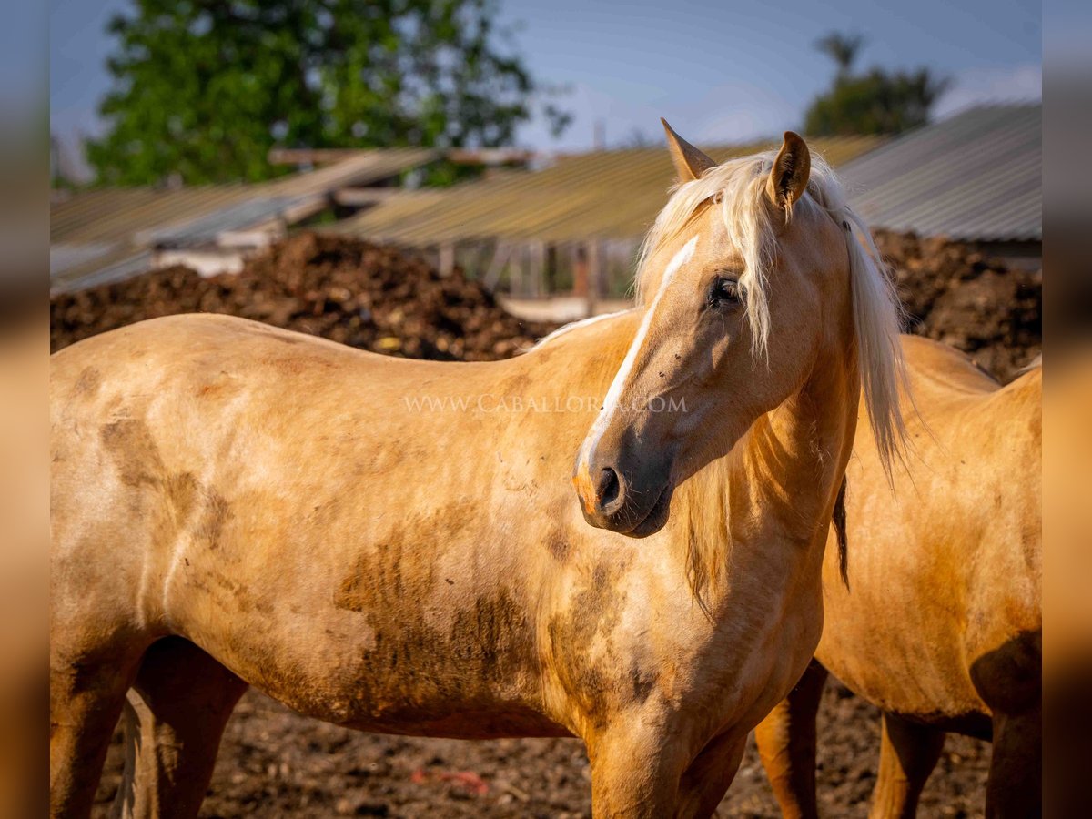 PRE Mare 3 years 15,2 hh Palomino in Rafelguaraf