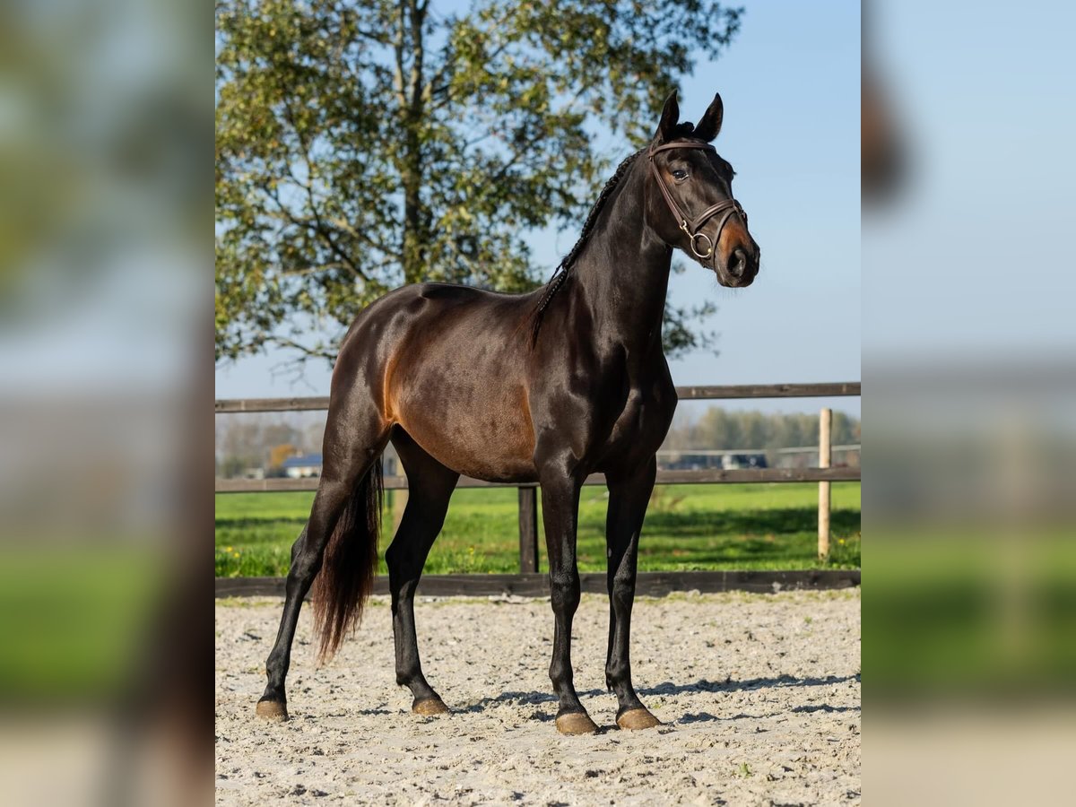 PRE Mix Mare 3 years 15,3 hh Brown in Sm