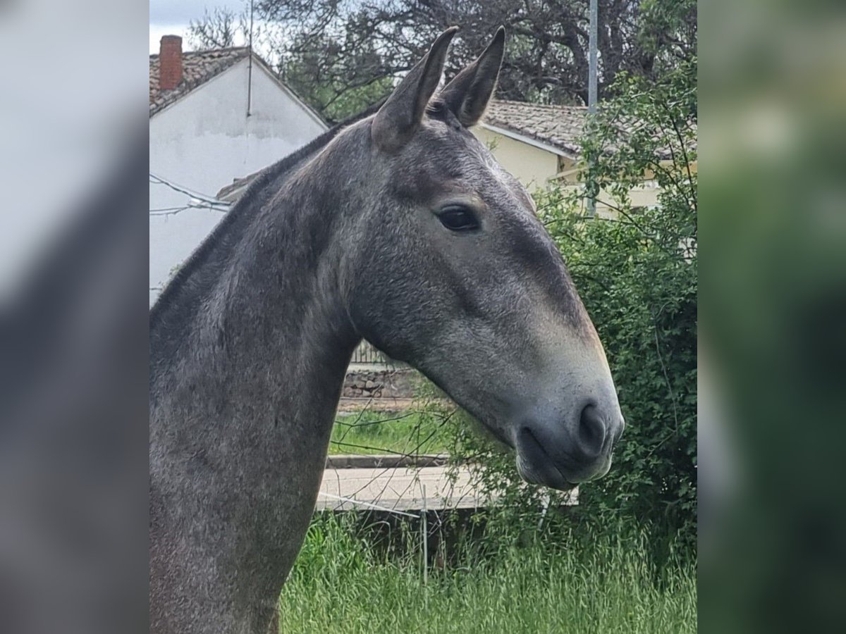 PRE Mix Mare 3 years 15,1 hh Gray in Leon
