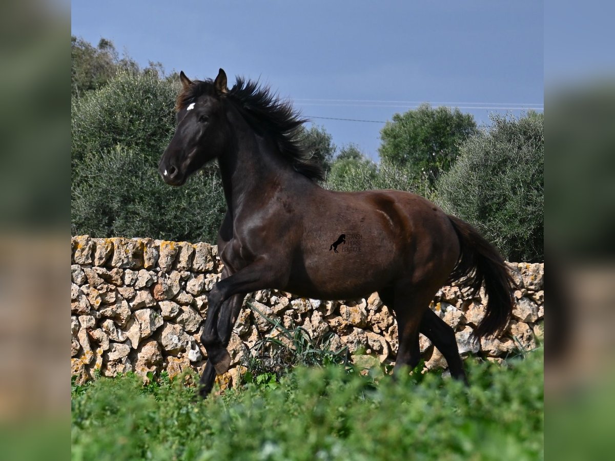 PRE Mare 3 years 15,2 hh Black in Menorca