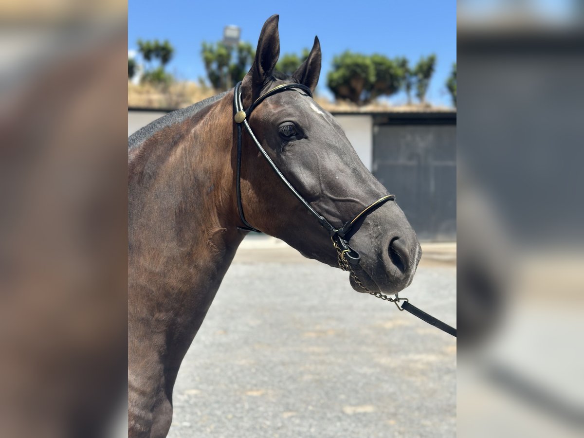 PRE Mare 3 years 15,2 hh Black in Bovalar (Urbanizacion)