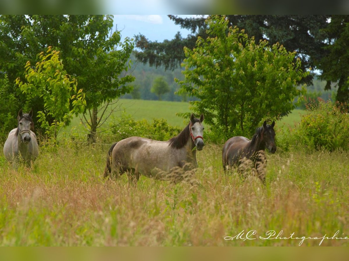 PRE Mare 3 years 15,2 hh Gray-Dapple in Polenz